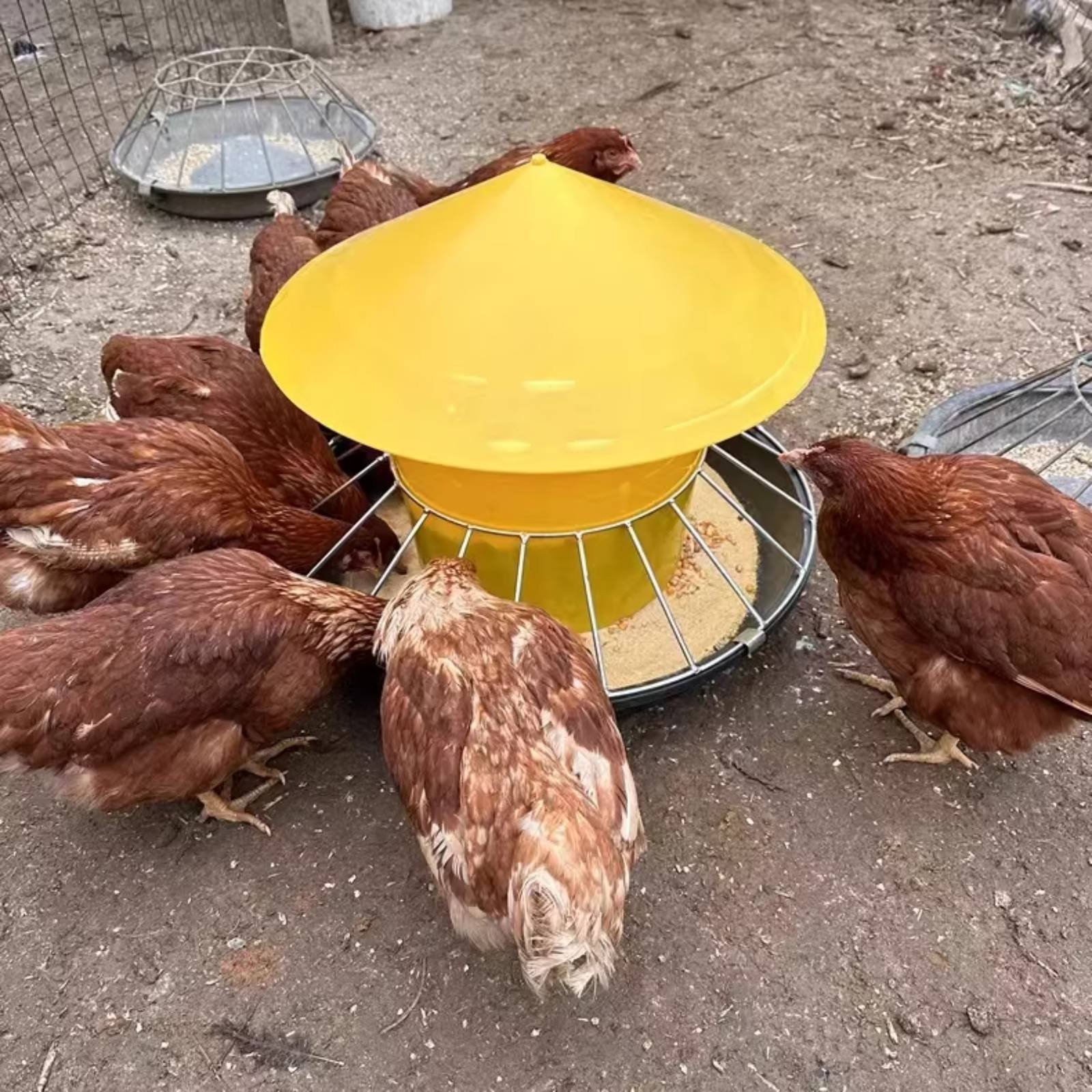 Mangeoire Ronde pour Volailles - Feeding avis et prix
